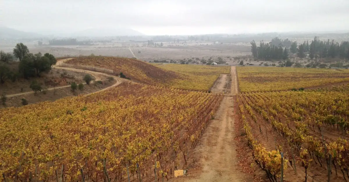 Carmenere wijn kopen: ontdek de unieke Chileense druif