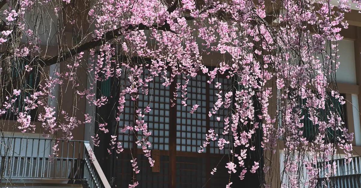 Choya Wijn Kopen | Heerlijke Japanse Pruimenwijn