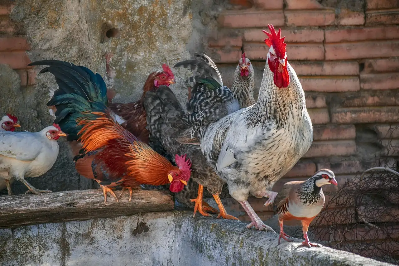 Aanbieding gallo wijn