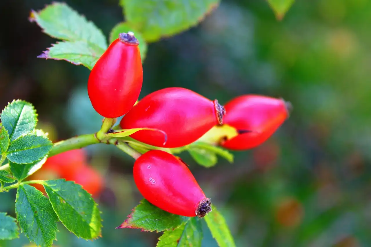 Hema wijn aanbiedingen: Ontdek de beste deals