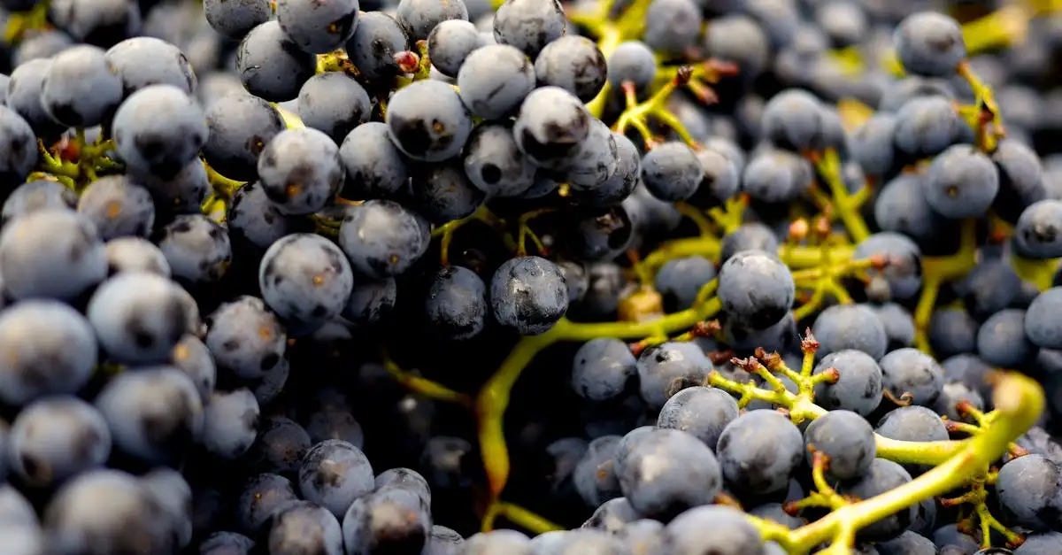 Merlot rode wijn