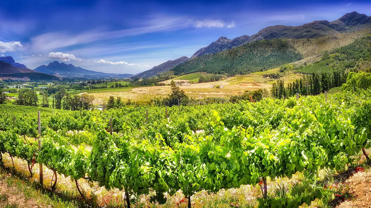 Ontdek de beste wijnen uit Stellenbosch Zuid-Afrika