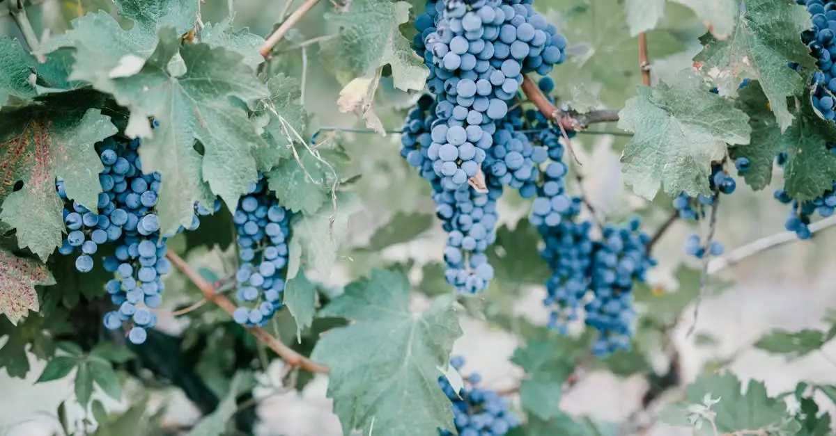 Wijn syrah